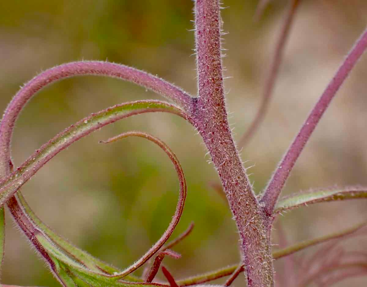 Cordylanthus rigidus ssp. littoralis