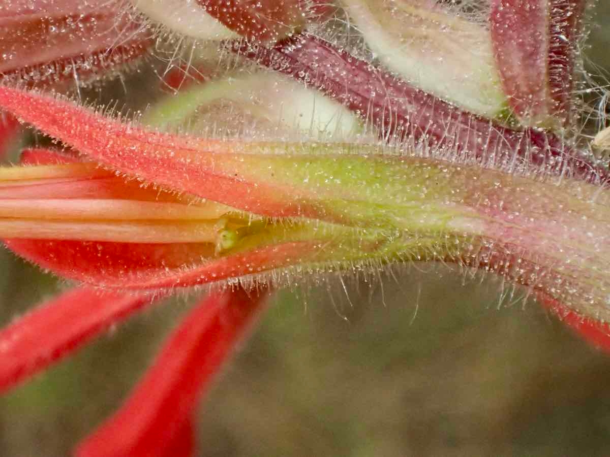 Castilleja affinis ssp. affinis