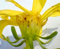 Coreopsis gigantea