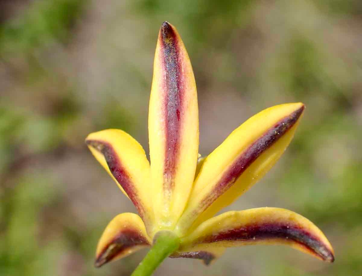 Triteleia ixioides ssp. ixioides