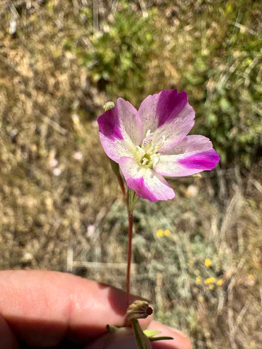 Clarkia purpurea ssp. quadrivulnera