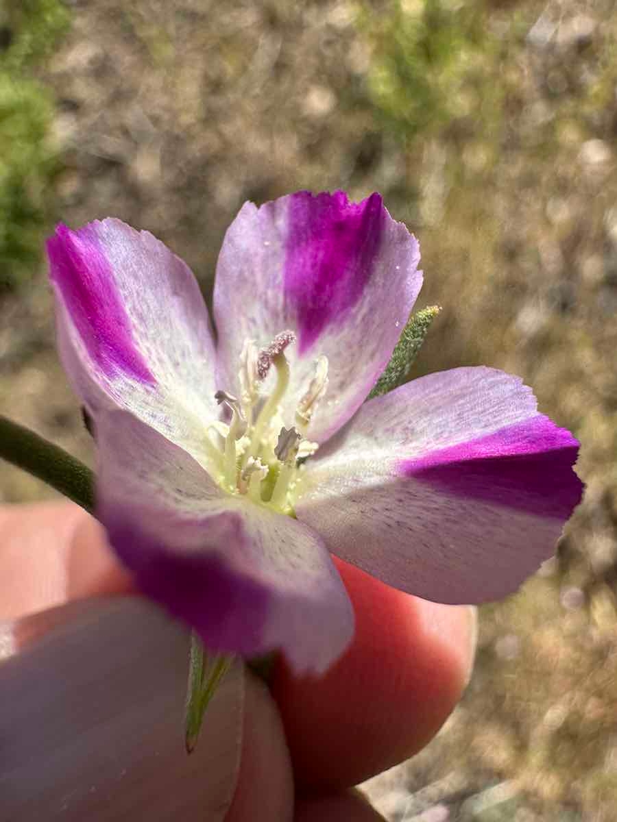 Clarkia purpurea ssp. quadrivulnera