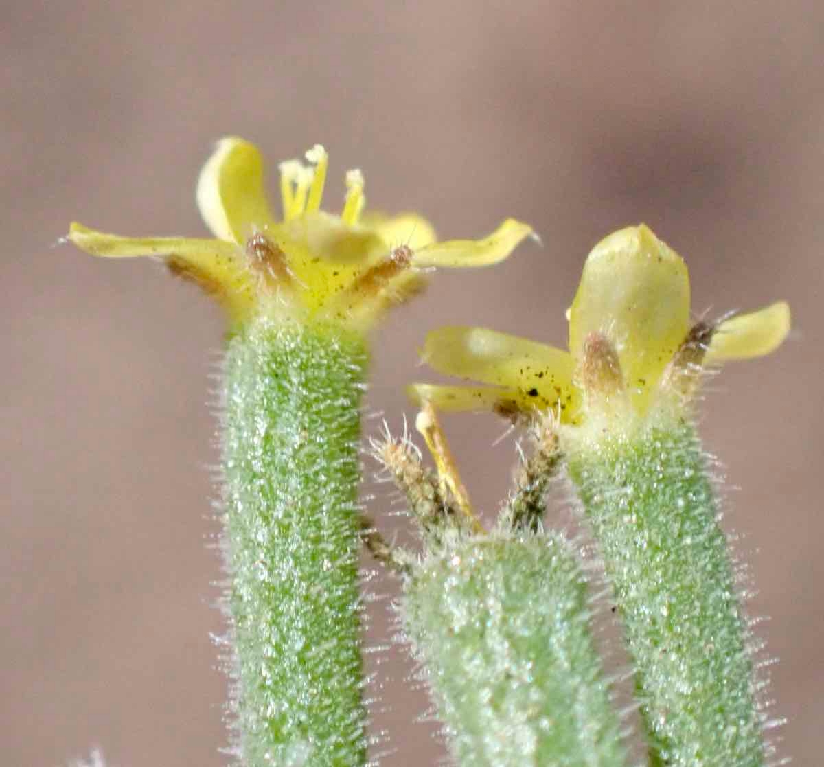 Mentzelia dispersa