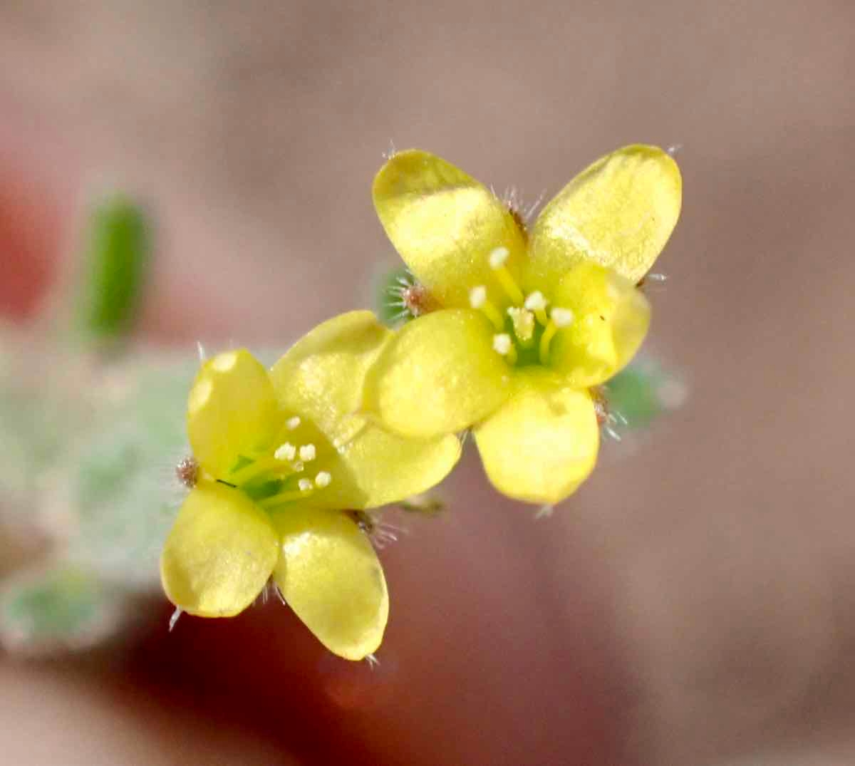 Mentzelia dispersa