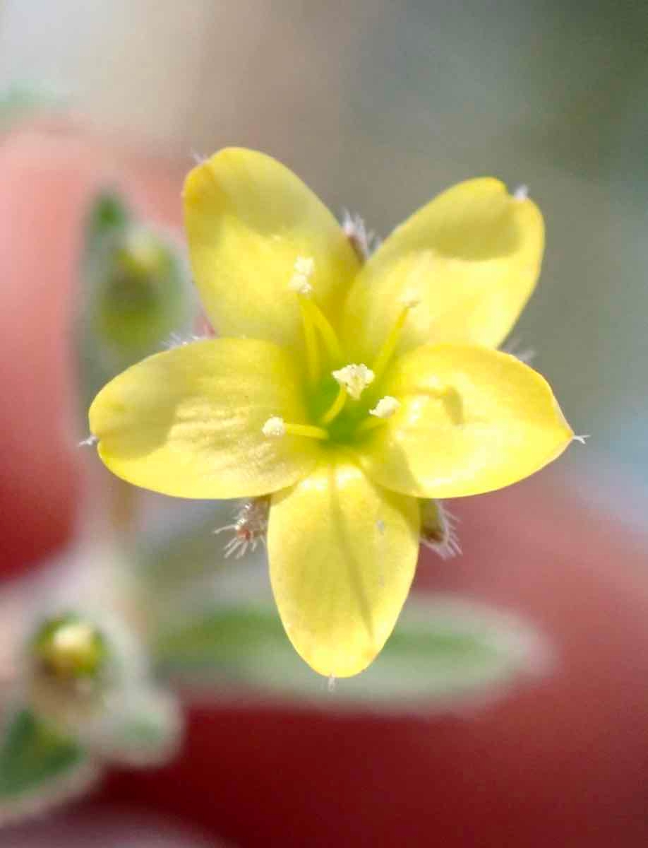 Mentzelia dispersa