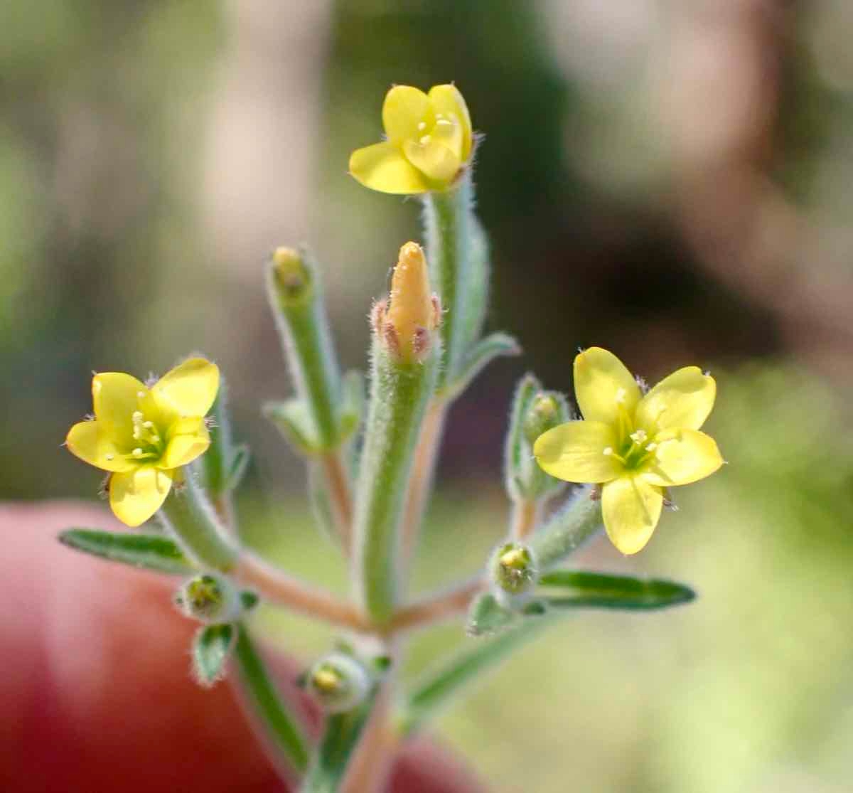 Mentzelia dispersa