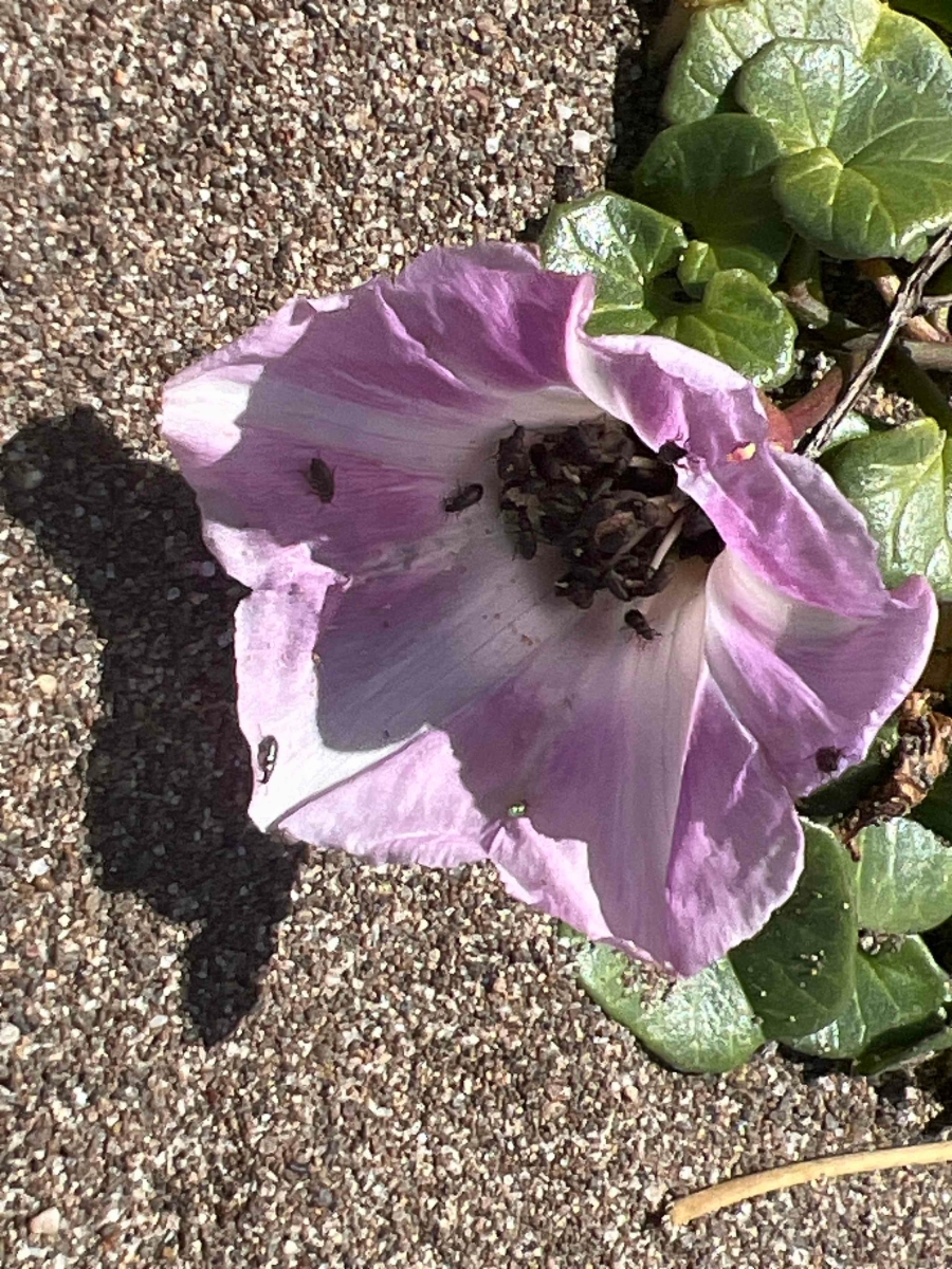 Calystegia soldanella