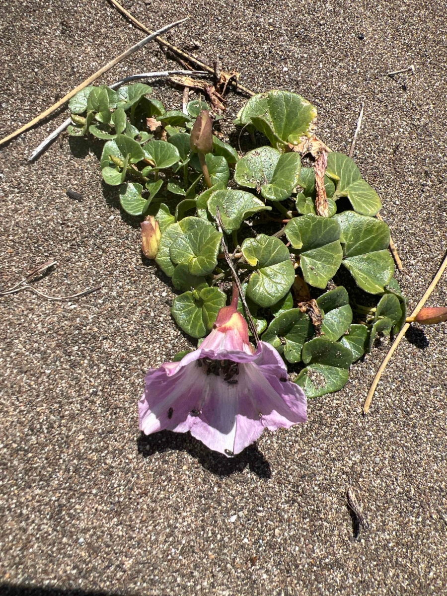 Calystegia soldanella