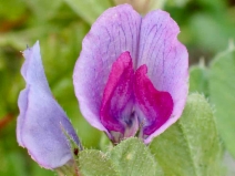 Vicia sativa ssp. sativa