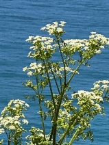 Conium maculatum