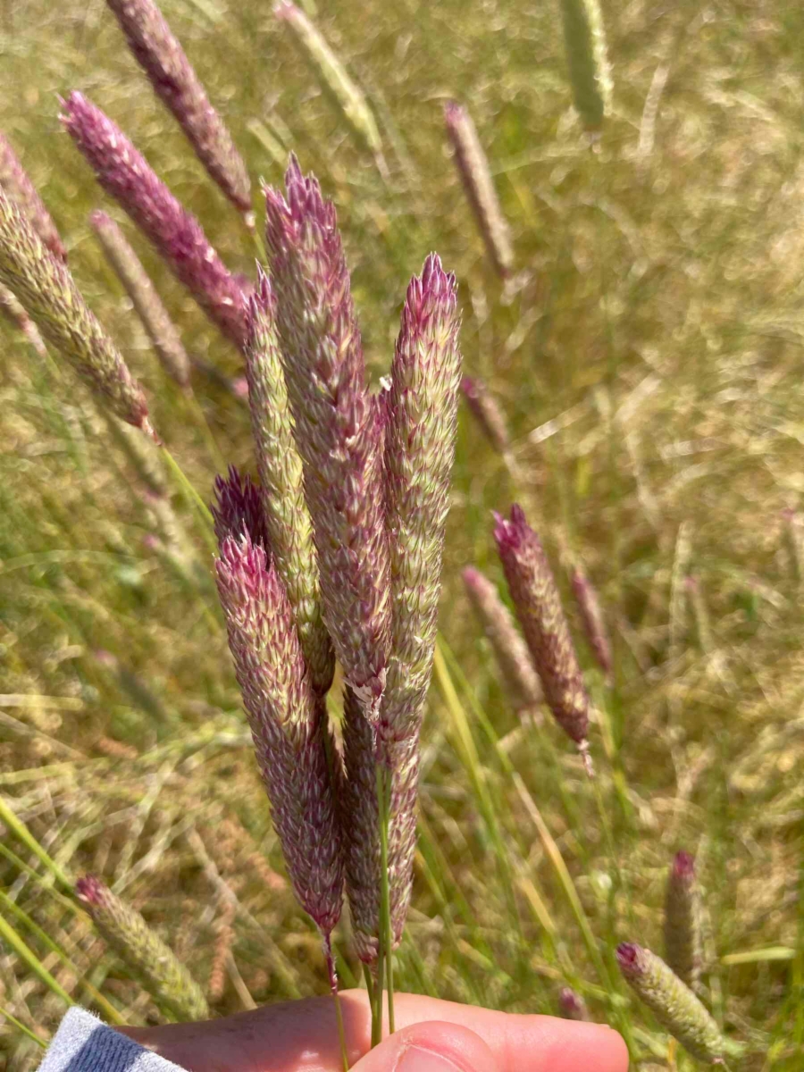 Phalaris aquatica