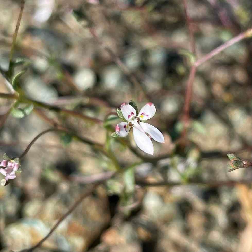 Nemacladus montanus