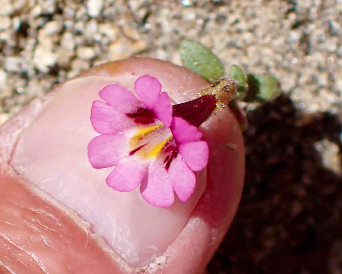 Erythranthe palmeri