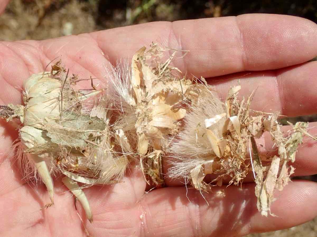 Centaurea benedicta