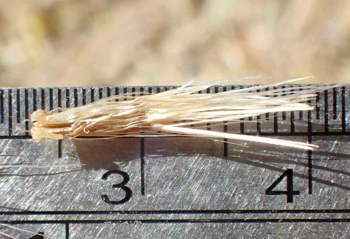 Centaurea benedicta