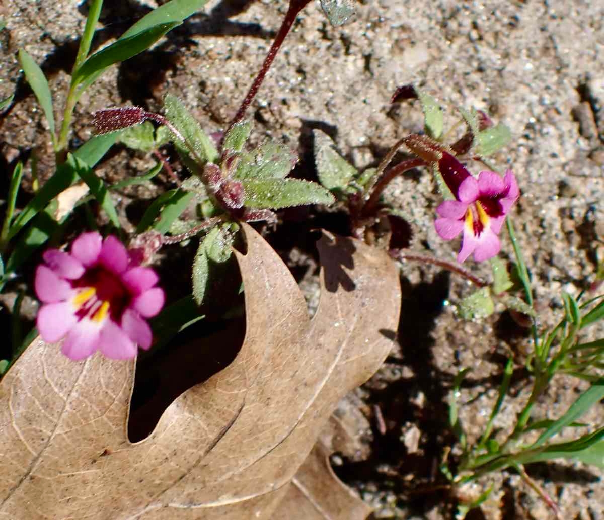 Erythranthe palmeri