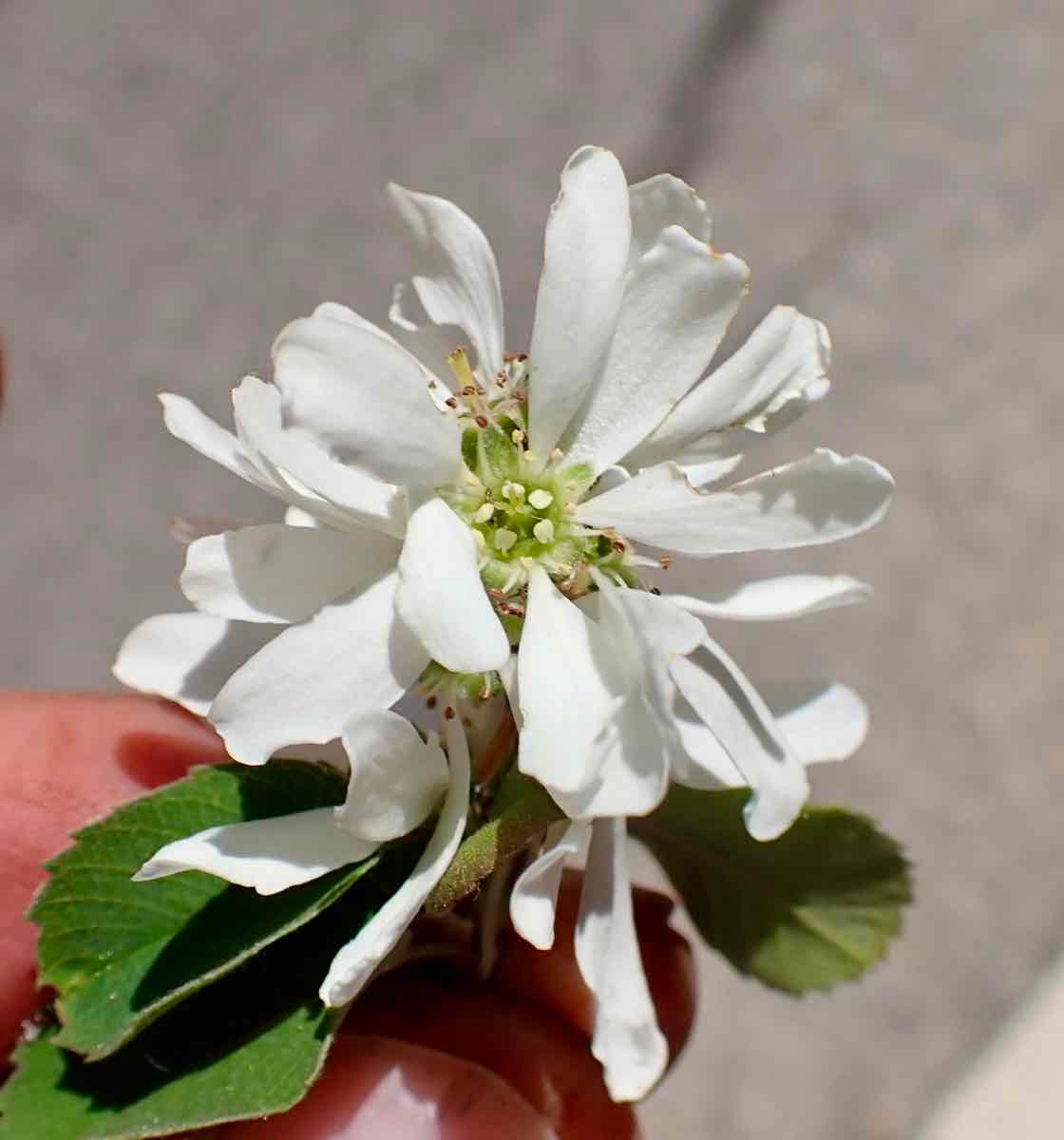 Amelanchier utahensis