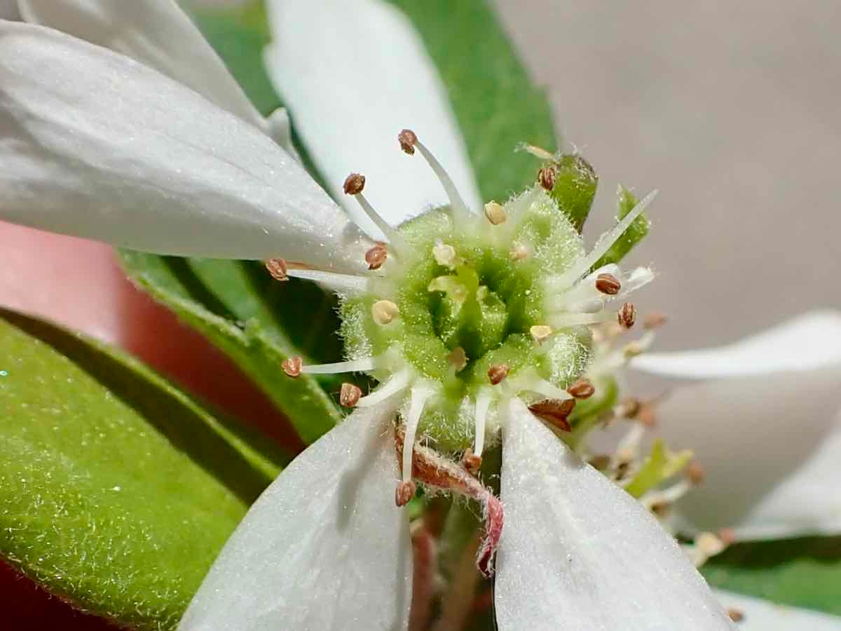 Amelanchier utahensis