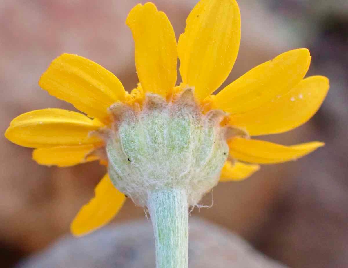 Eriophyllum lanatum var. croceum