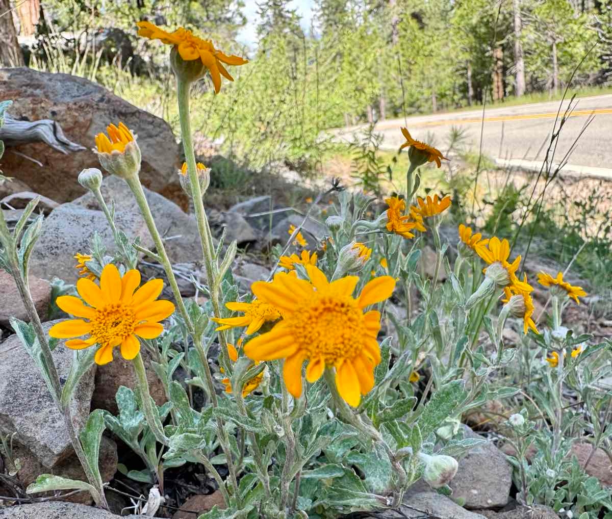 Eriophyllum lanatum var. croceum