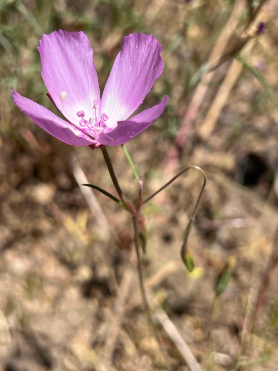 Clarkia lewisii