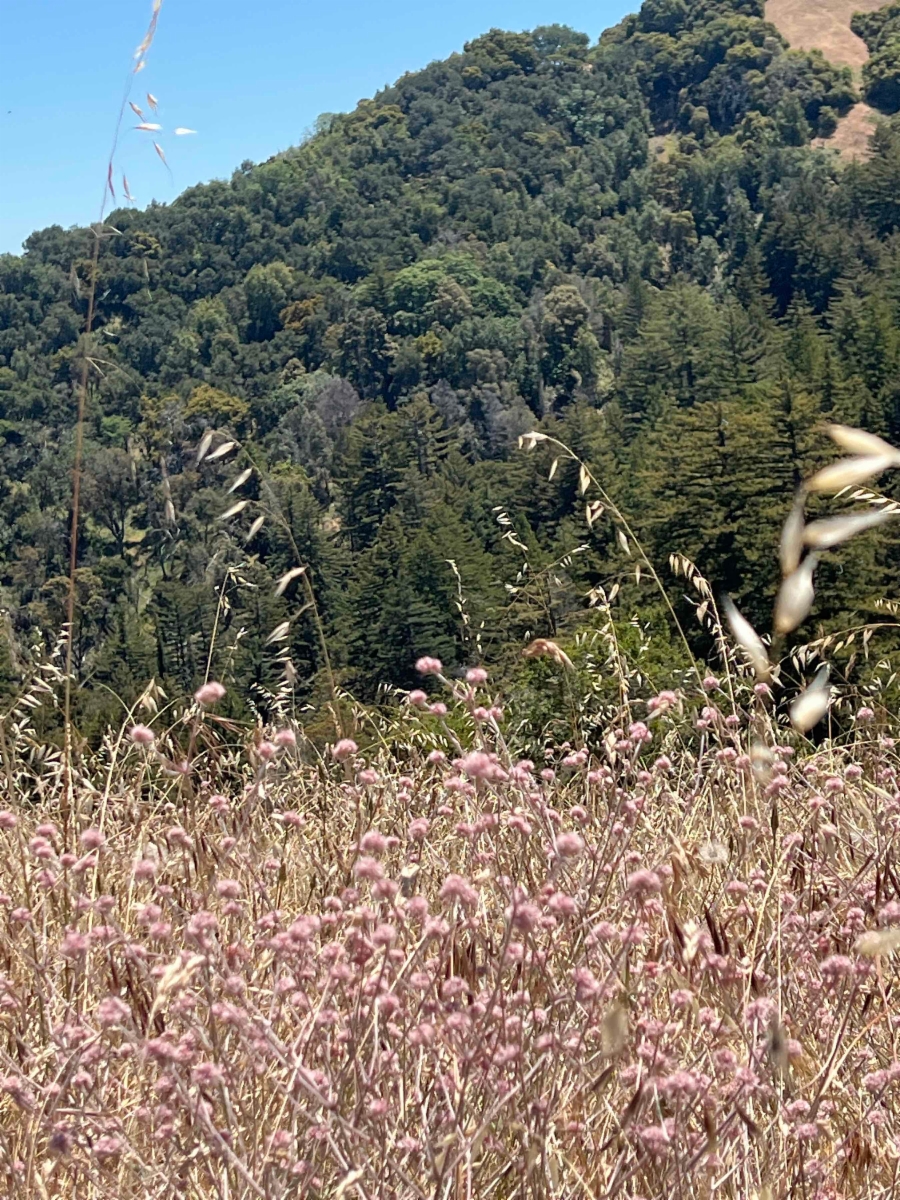 Chorizanthe membranacea