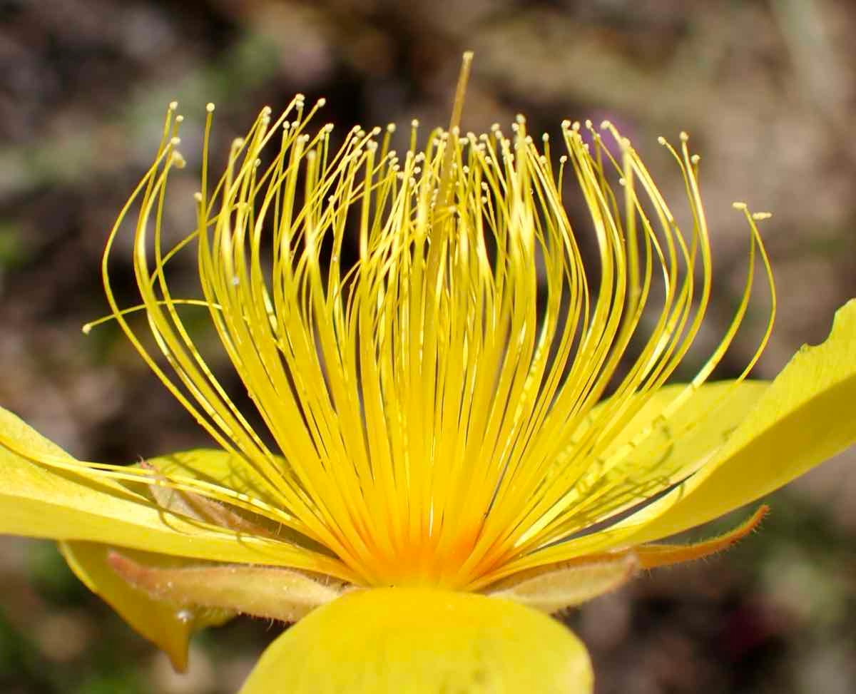 Mentzelia crocea