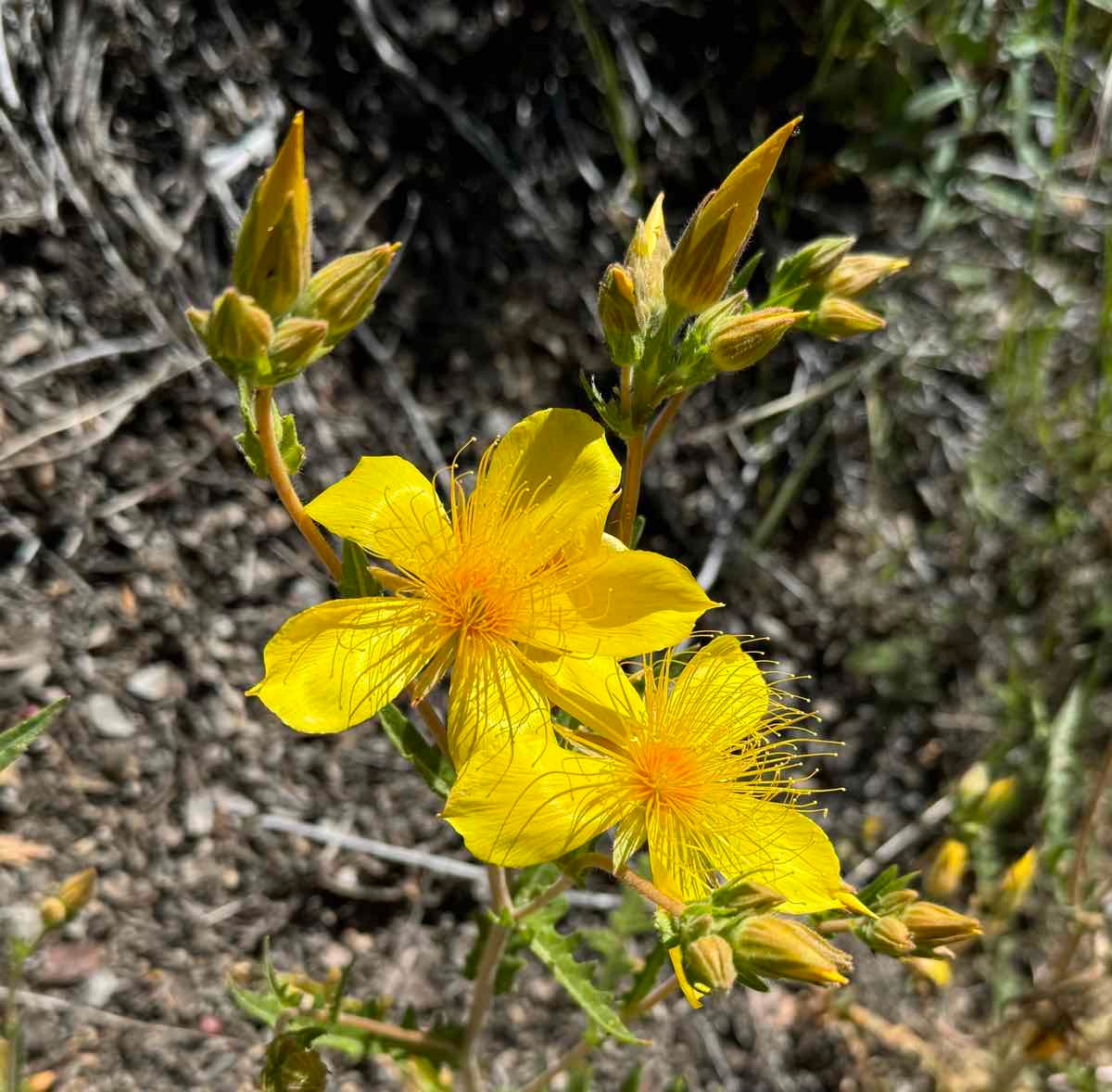 Mentzelia crocea