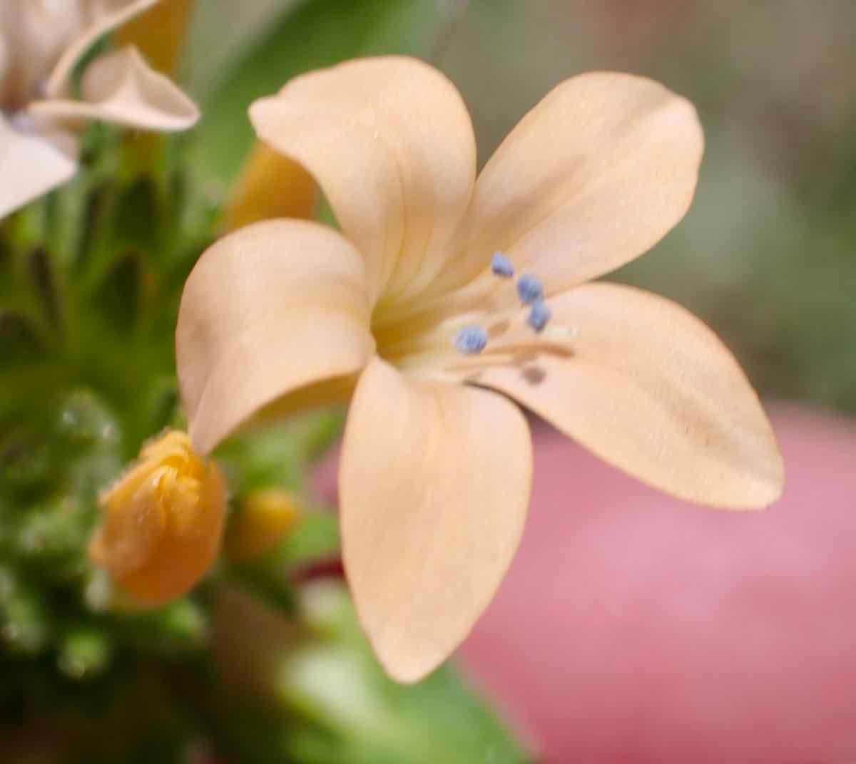 Collomia grandiflora