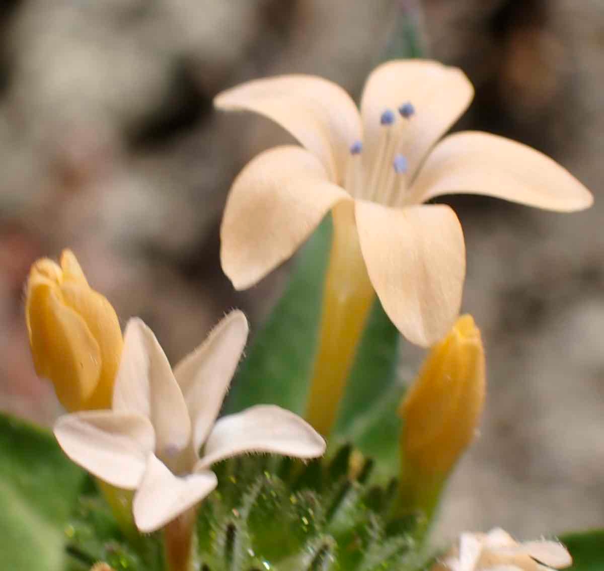 Collomia grandiflora