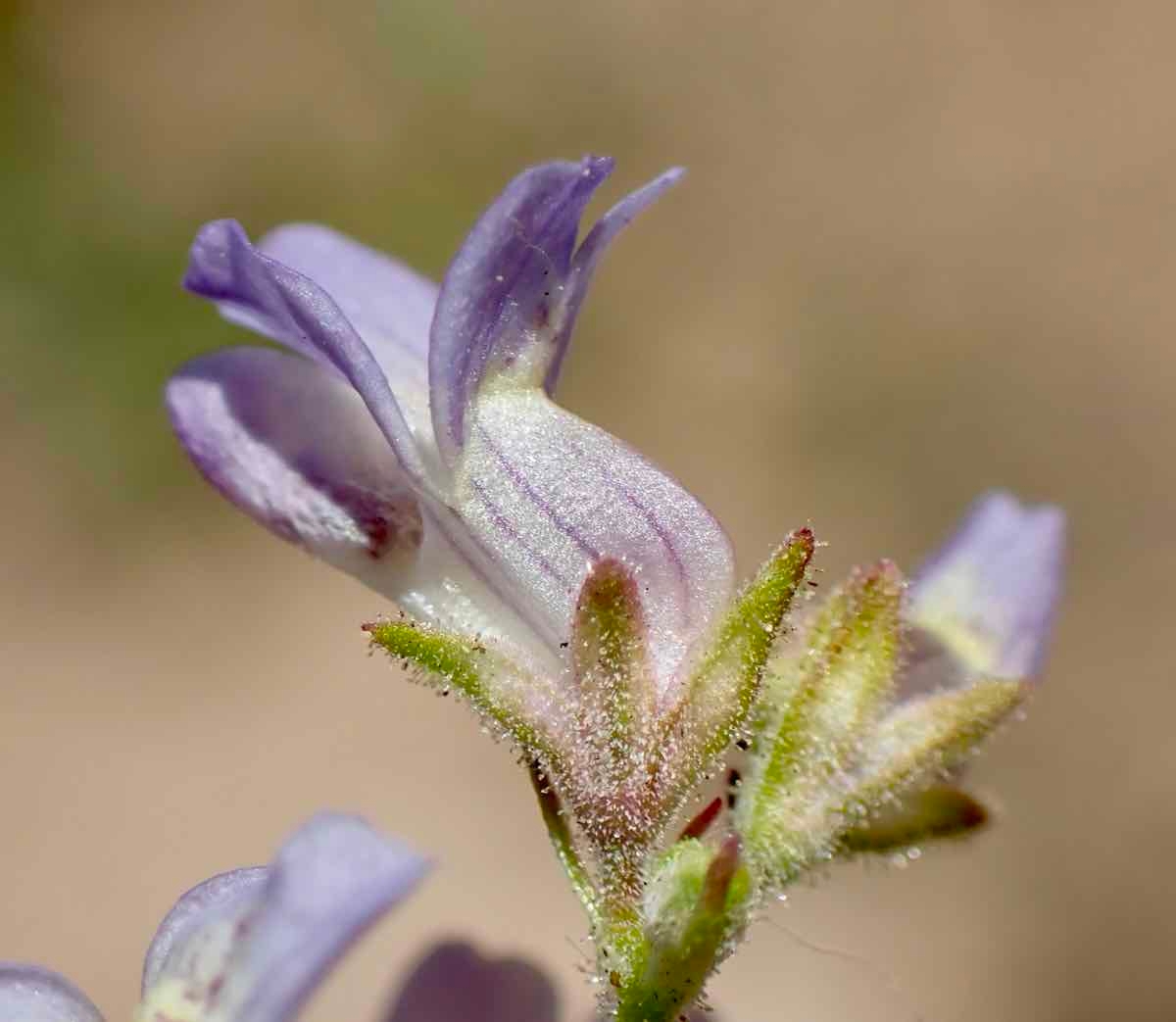 Collinsia sparsiflora