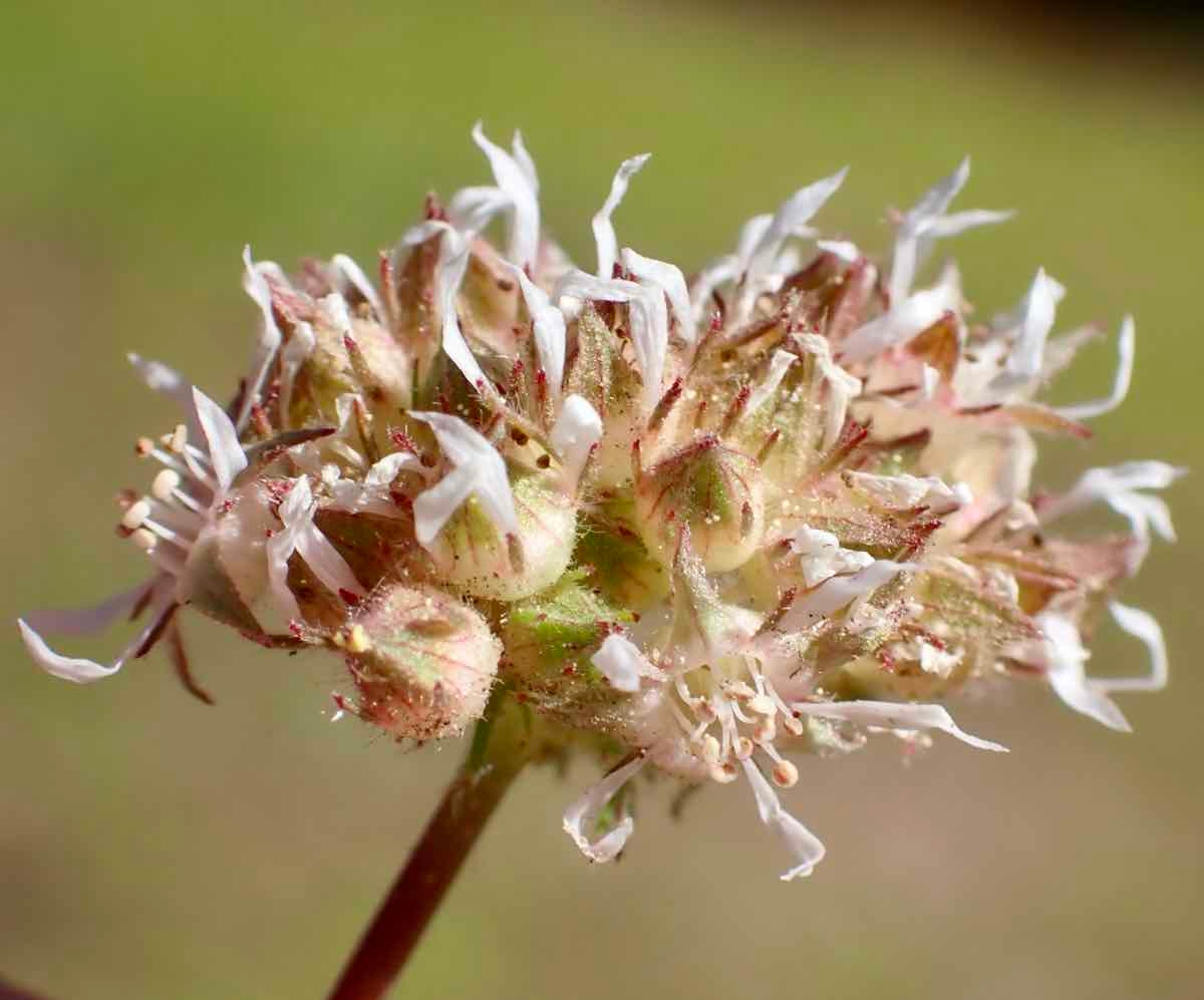 Horkelia tridentata var. tridentata