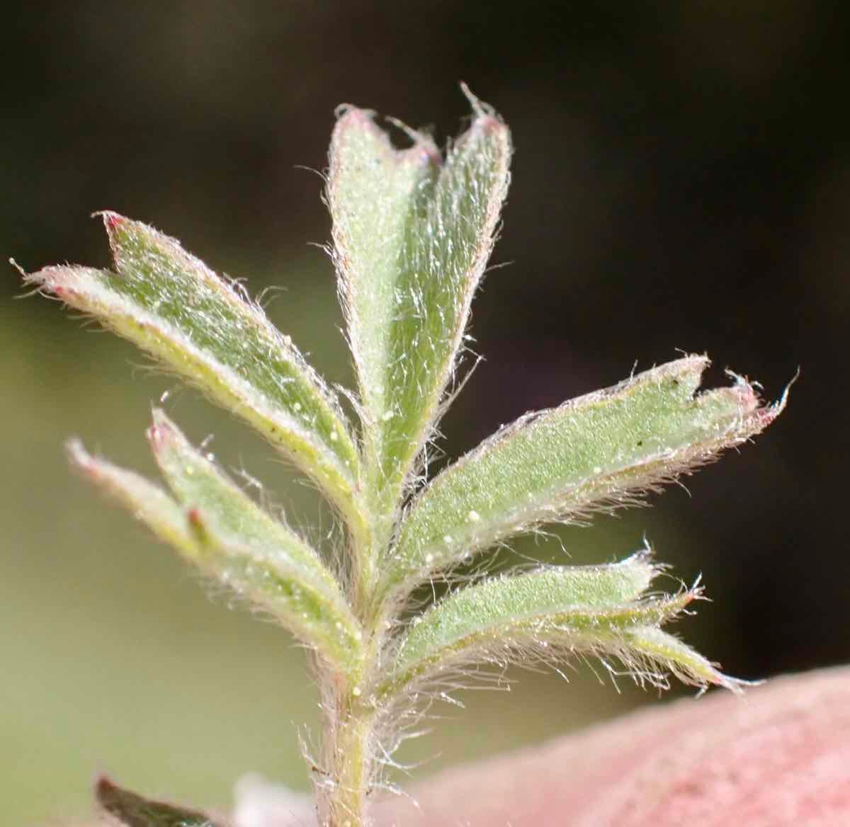 Horkelia tridentata