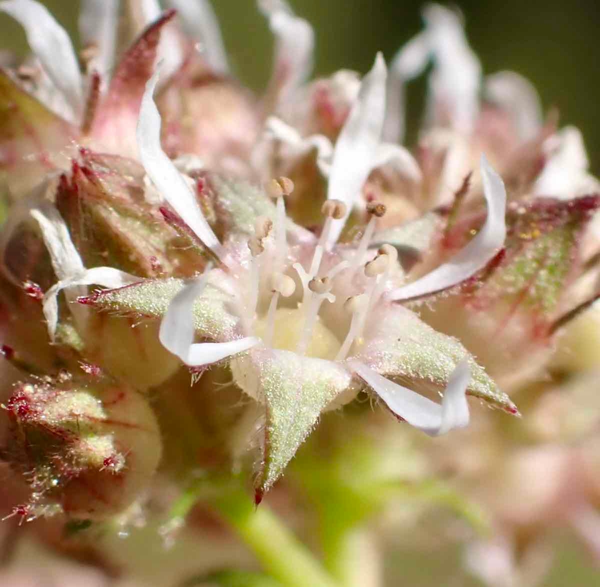 Horkelia tridentata var. tridentata