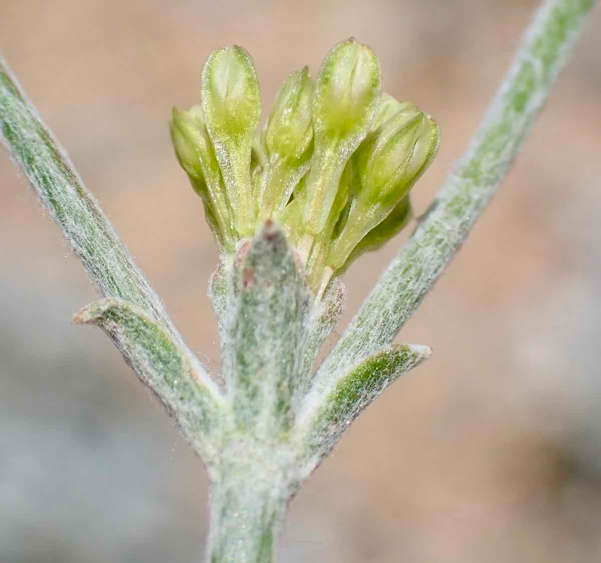 Eriogonum saxatile