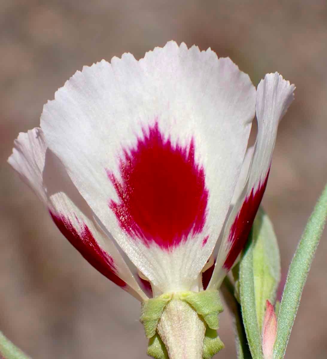 Clarkia speciosa ssp. speciosa