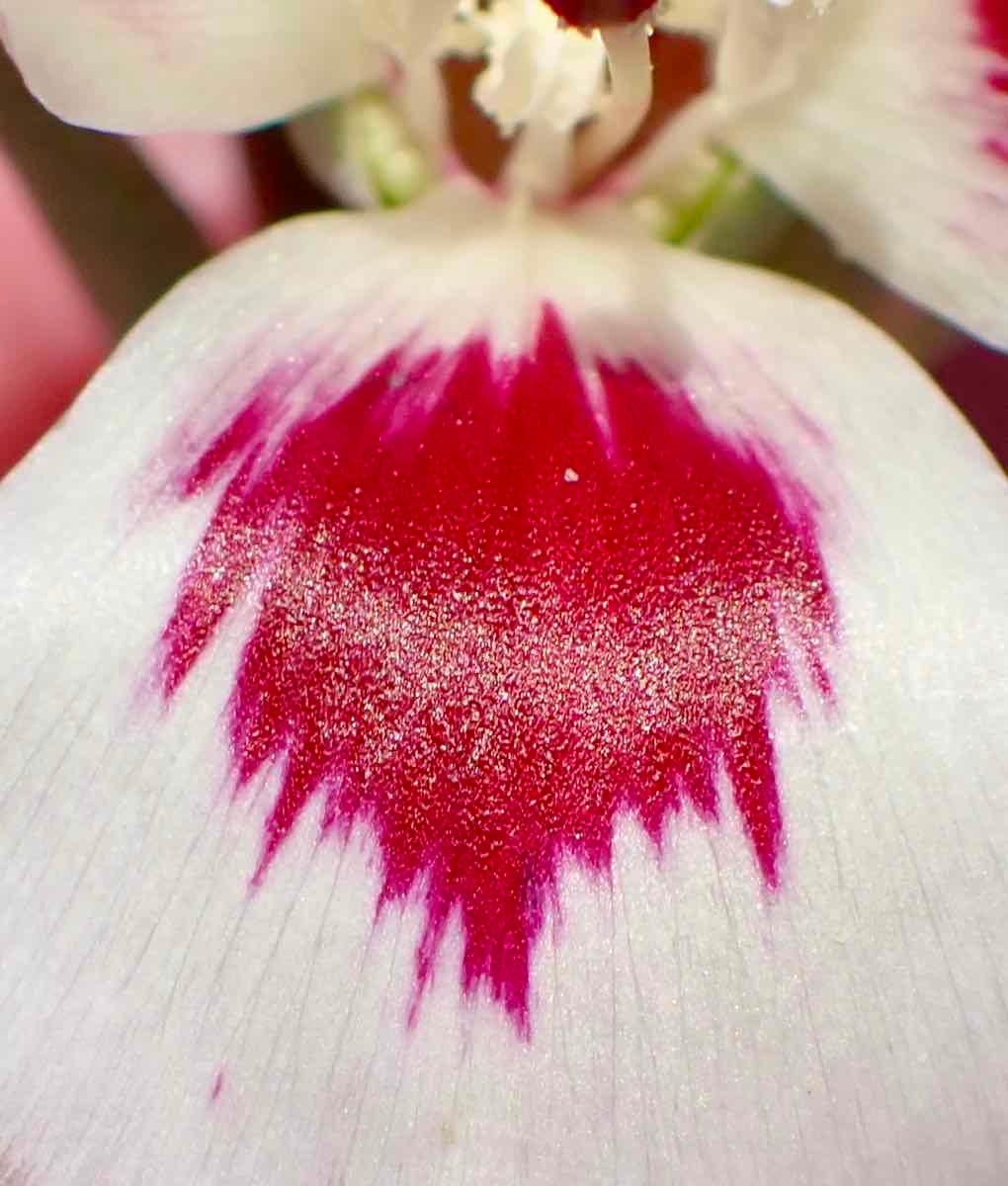 Clarkia speciosa ssp. speciosa