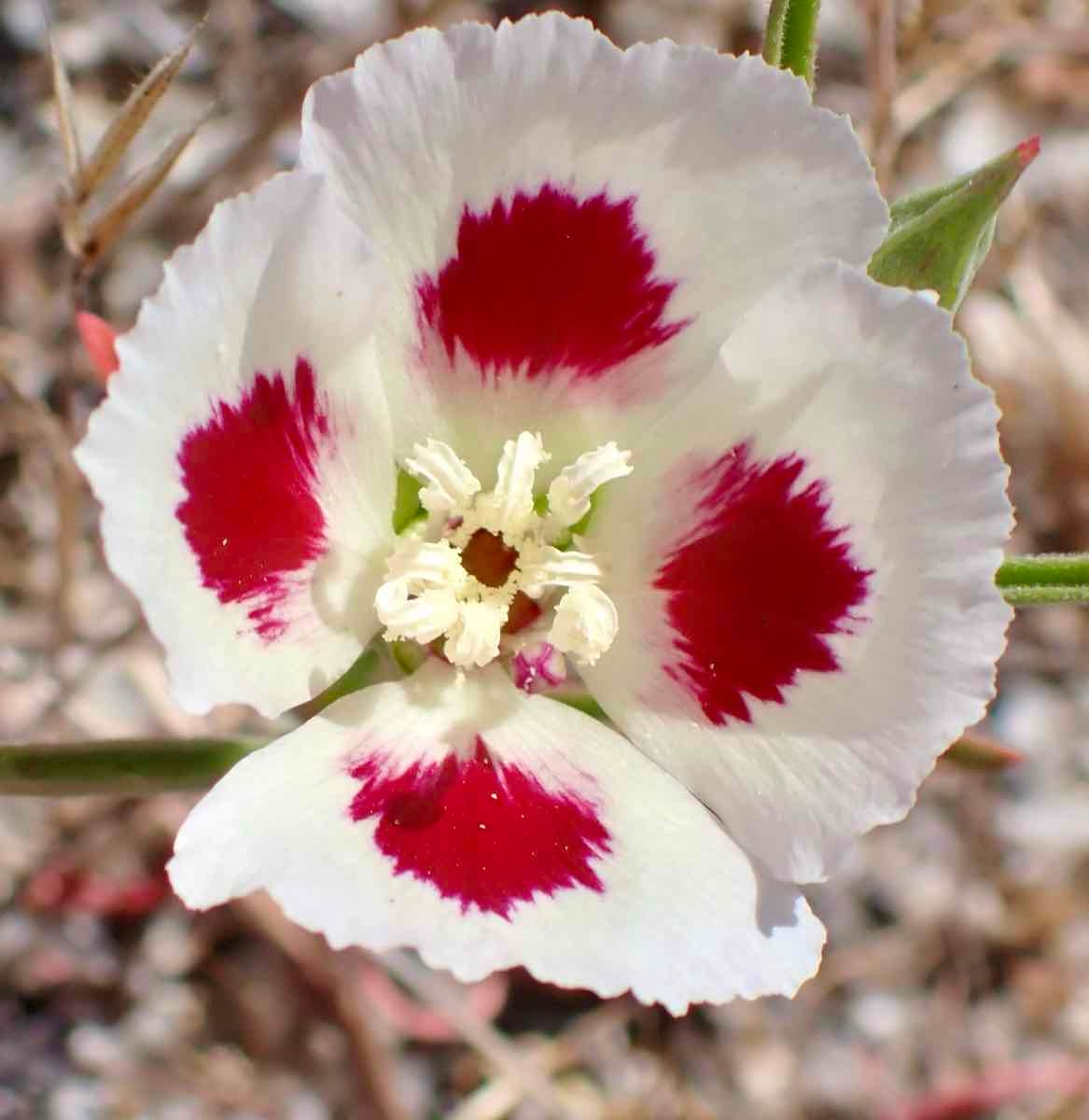 Clarkia speciosa ssp. speciosa