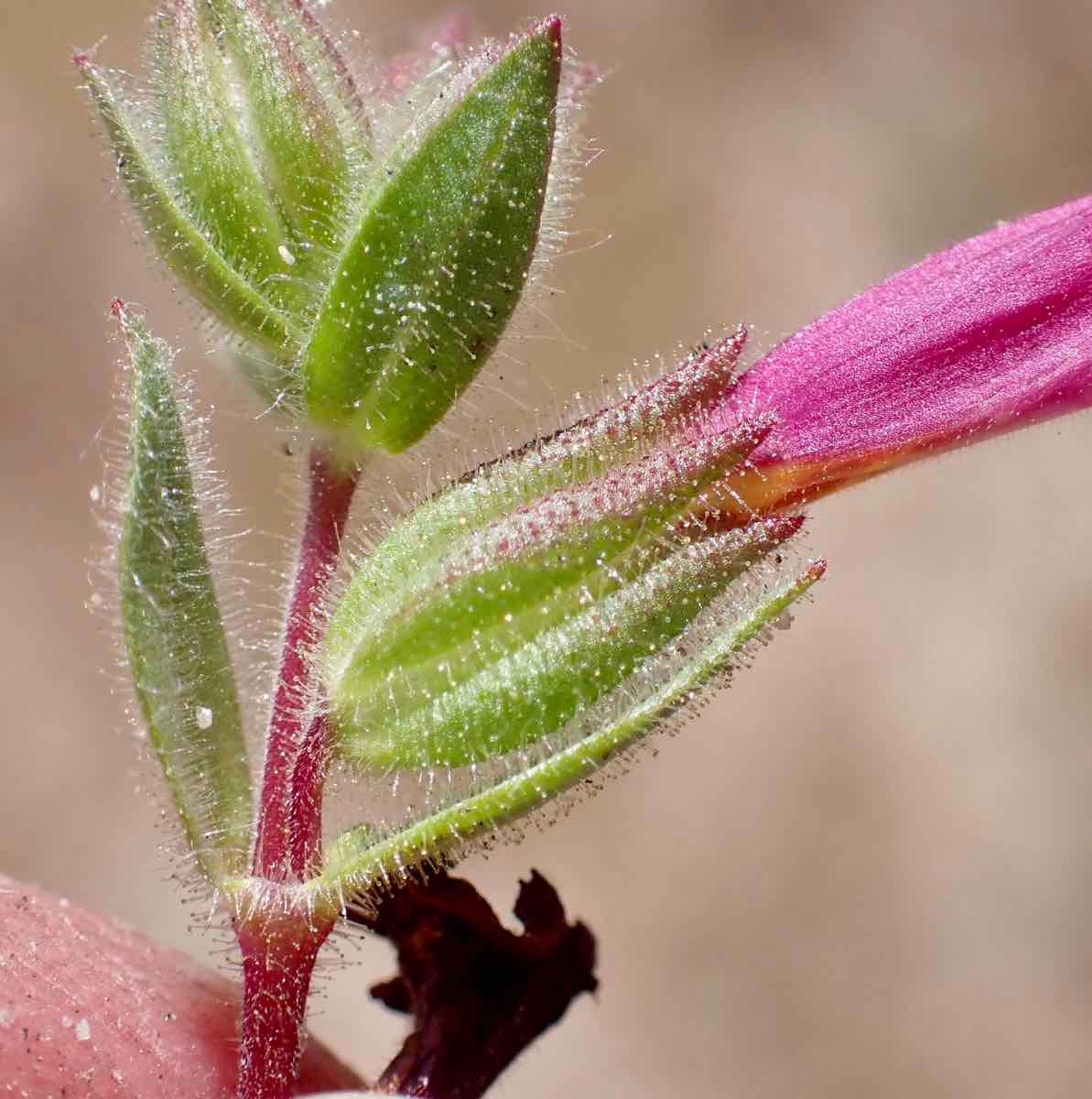 Mimulus glabratus