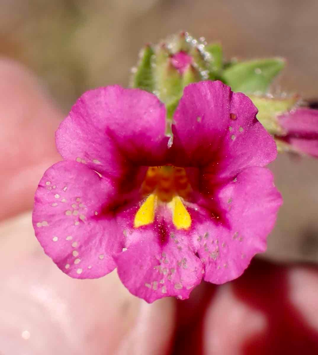 Mimulus glabratus