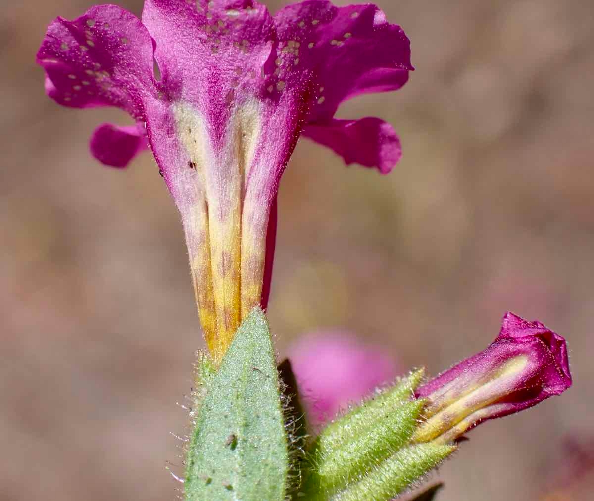 Mimulus glabratus