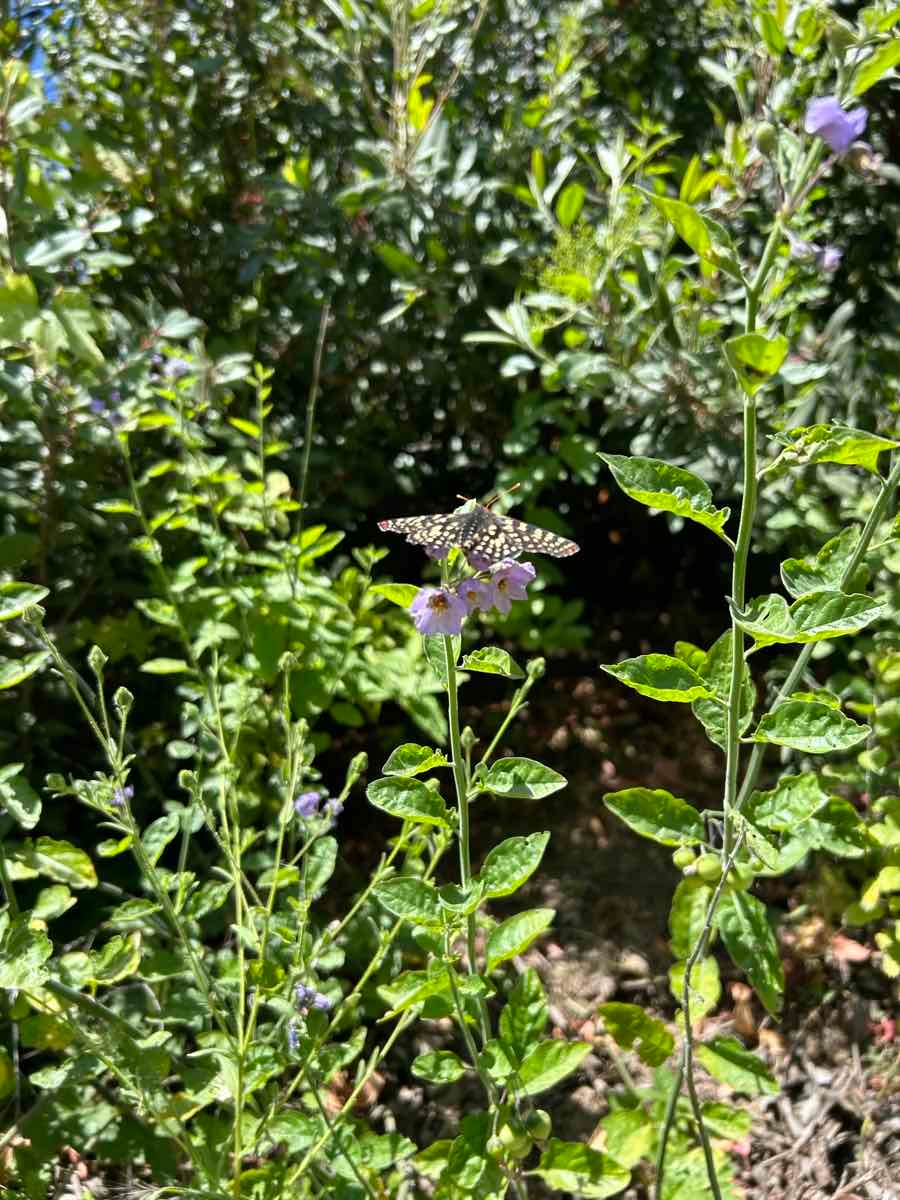 Solanum umbelliferum