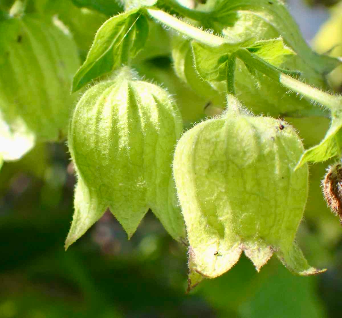 Lepechinia calycina