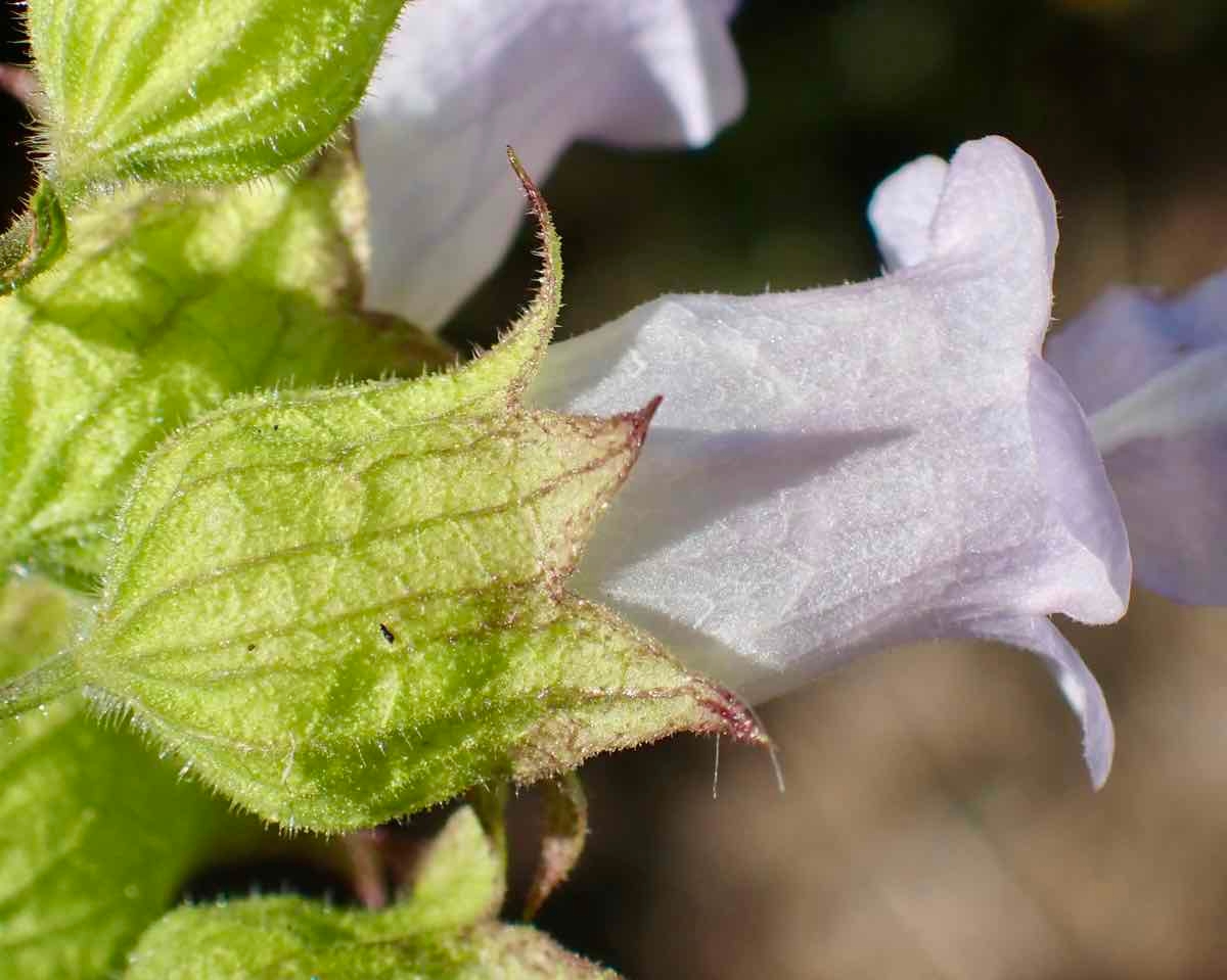 Lepechinia calycina