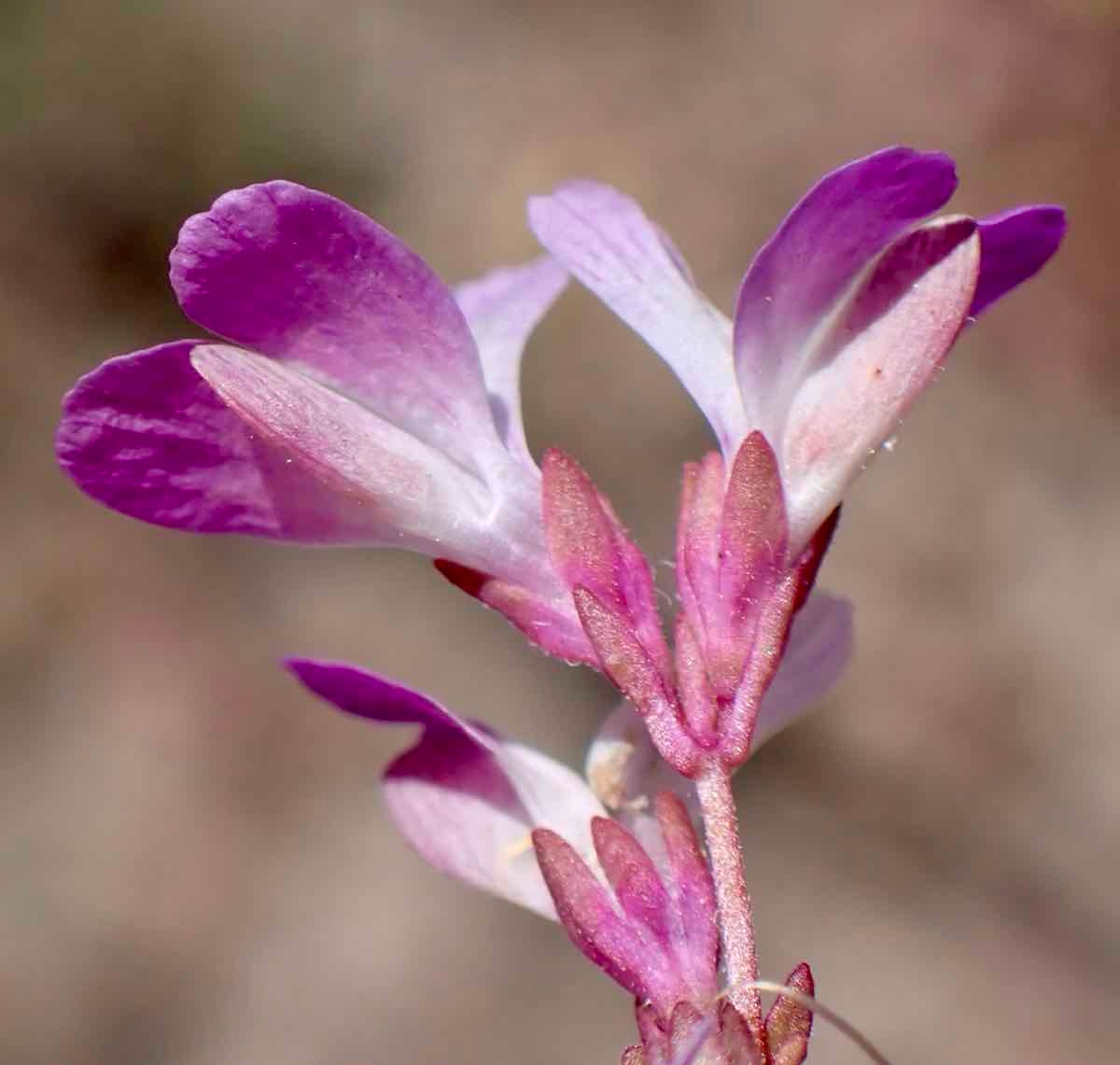 Collinsia sparsiflora var. collina