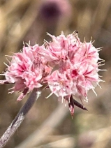 Chorizanthe membranacea