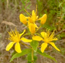 Hypericum canariense