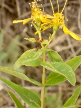 Hypericum canariense