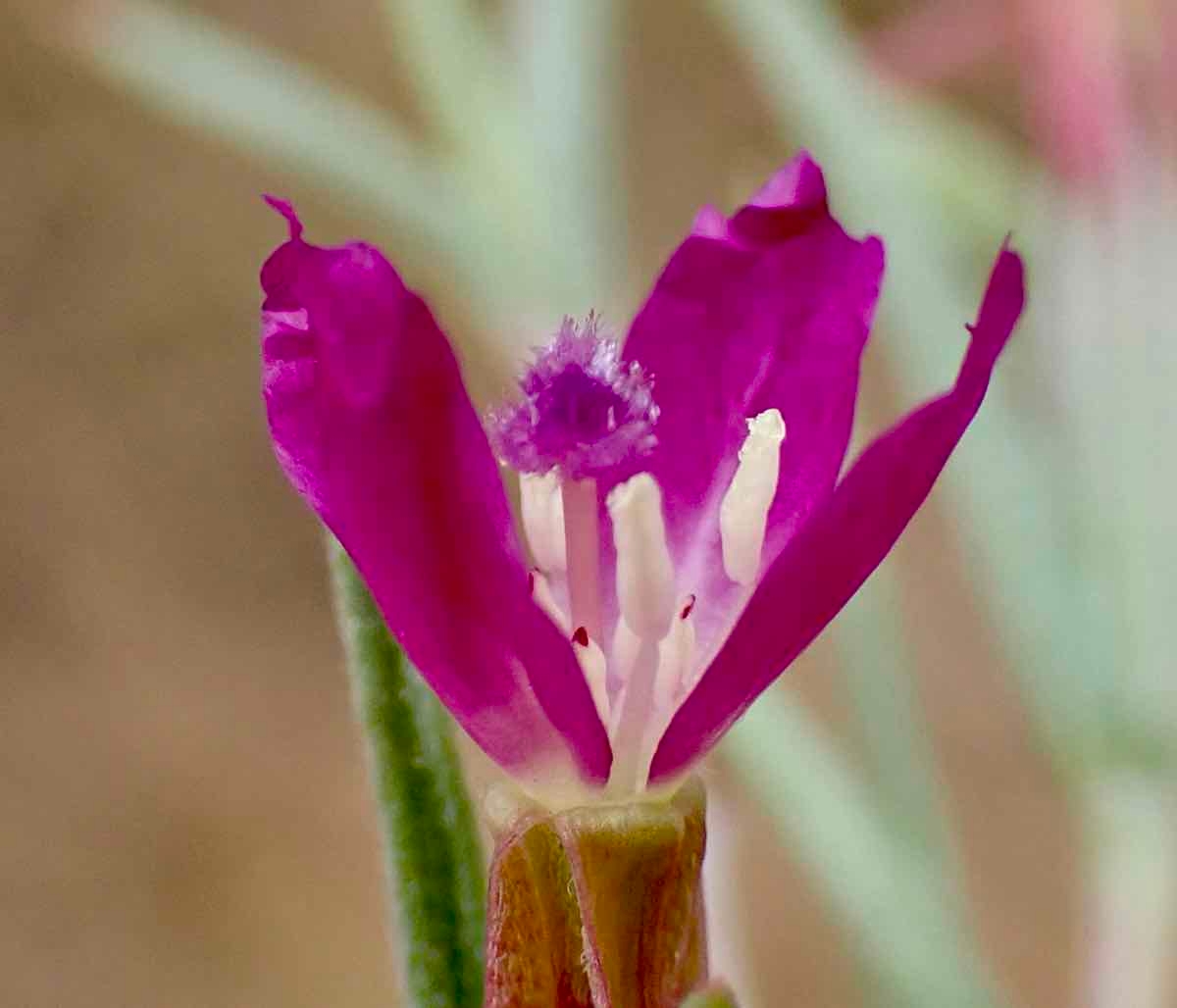 Clarkia purpurea ssp. quadrivulnera