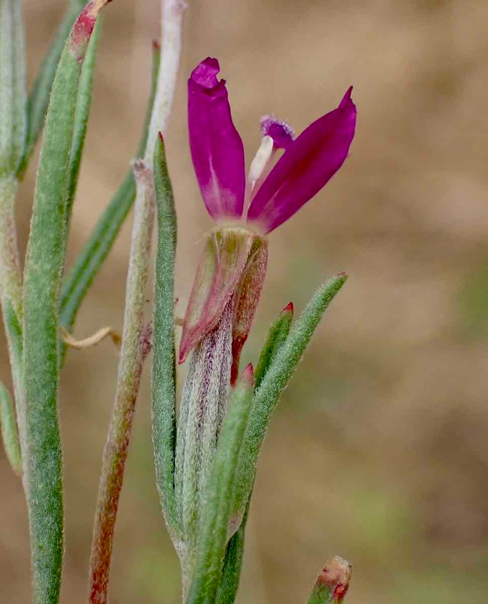 Clarkia purpurea ssp. quadrivulnera